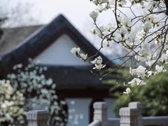 院立東方龍抬頭，滿園春風花漸開